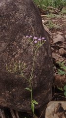 Cyanthillium cinereum