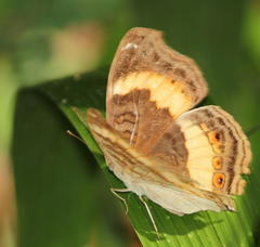 Junonia elgiva