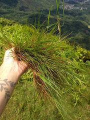 Zoysia