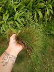 Zoysia