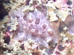 Tayuva lilacina image