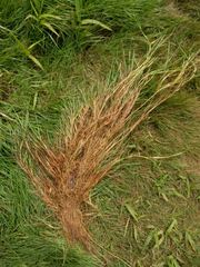 Zoysia