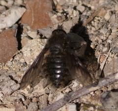 Conophorus