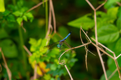 Pachydiplax longipennis