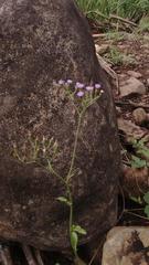 Cyanthillium cinereum