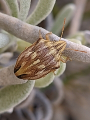 Odontotarsus callosus