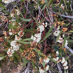 Eucalyptus leptophylla