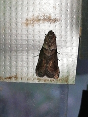 Acrobasis sodalella