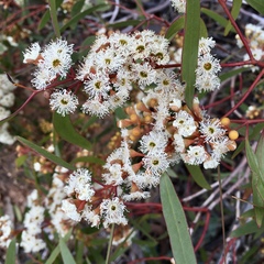Eucalyptus leptophylla