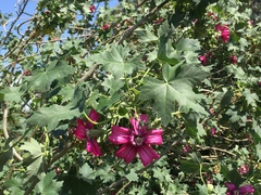 Malva assurgentiflora