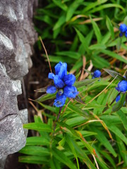 Gentiana triflora