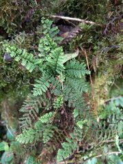 Adenophorus tamariscinus