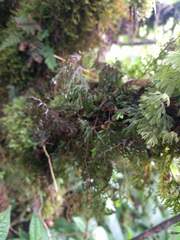 Hymenophyllum lanceolatum