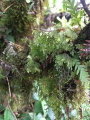 Hymenophyllum lanceolatum