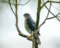 Accipiter virgatus