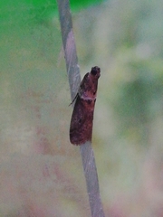 Acrobasis sodalella