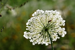 Daucus carota