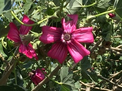 Malva assurgentiflora