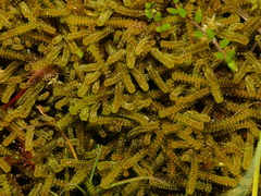 Paludella squarrosa