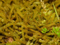 Paludella squarrosa