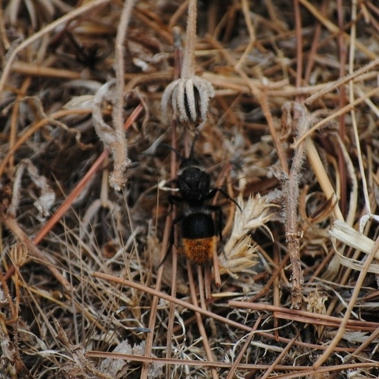Dasylabris egregia
