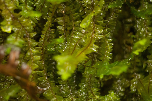 Plagiochila deflexa