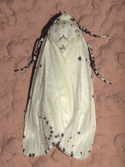Eucaterva variaria
