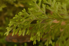 Hymenophyllum lanceolatum