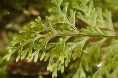 Hymenophyllum lanceolatum