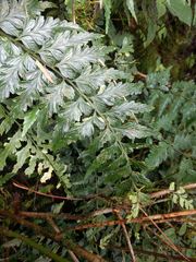 Asplenium insiticium