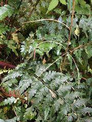 Asplenium insiticium