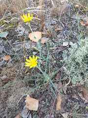 Tragopogon ucrainicus