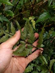 Asplenium insiticium