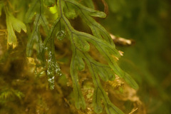 Hymenophyllum lanceolatum
