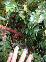 Asplenium insiticium