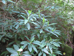 Edgeworthia chrysantha