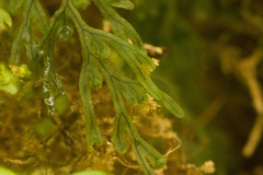 Hymenophyllum lanceolatum
