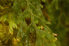 Hymenophyllum lanceolatum