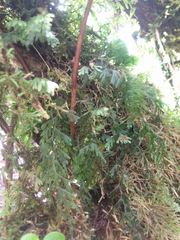 Hymenophyllum lanceolatum