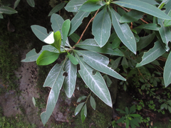 Edgeworthia chrysantha