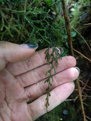 Hymenophyllum lanceolatum