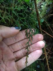 Hymenophyllum lanceolatum