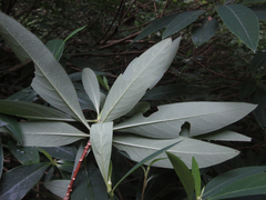Edgeworthia chrysantha