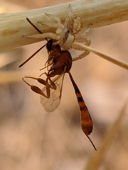 Gasteruption hastator