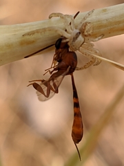 Gasteruption hastator