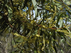 Acacia leiocalyx herveyensis