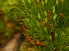 Tetraplodon angustatus