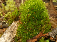 Tetraplodon angustatus