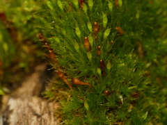 Tetraplodon angustatus