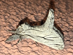 Inguromorpha itzalana